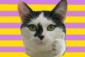 how to track TikTok performance