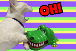 TikTok Algorithm Pitfalls